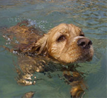 pet lifejackets
