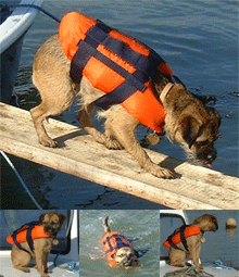 dog lifejacket image